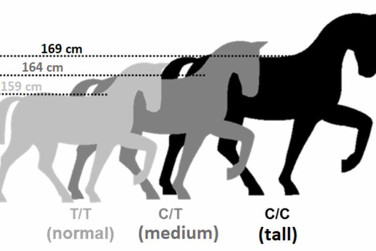 Predictive height test (LCORL Horse) generatio.de